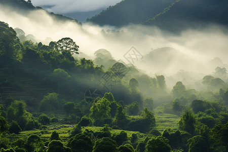 ps素材林雾雾中山林的景色背景