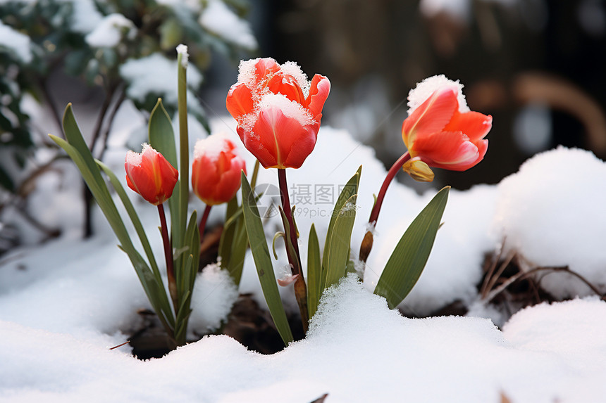 白雪覆盖的郁金香花朵图片