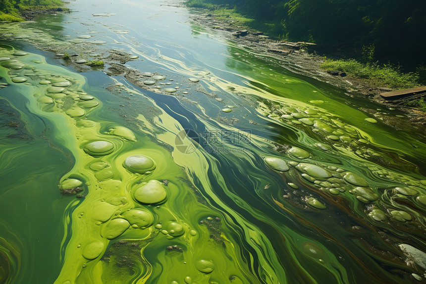 绿色藻类入侵的河流图片