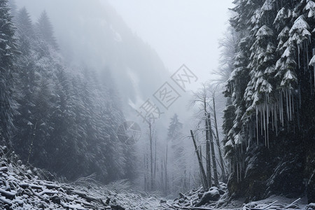 房屋的积雪图大雪覆盖的树林背景