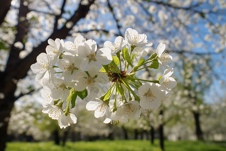 春天公园中盛开的美丽樱花图片