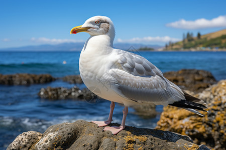 海洋岩石上的海鸥图片