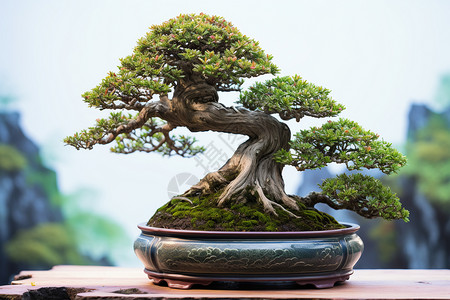 中式盆栽传统的松树盆栽景观背景