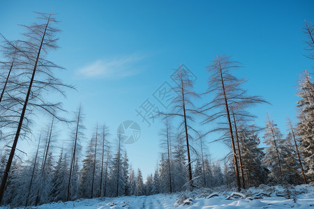 白雪皑皑的雪中树林景观图片