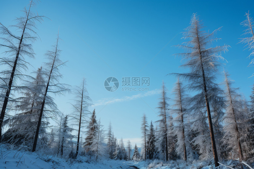 寒冷的雪中树林景观图片