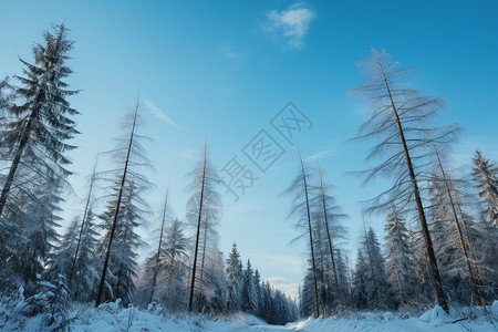 白雪覆盖的树林景观图片