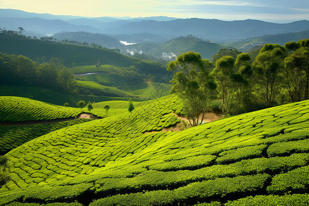 绿意盎然的梯田茶山背景图片