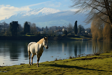 夏天湖畔的马匹图片