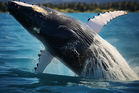 濒临灭绝的座头鲸背景