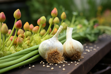 秋季花园中的蒜瓣高清图片