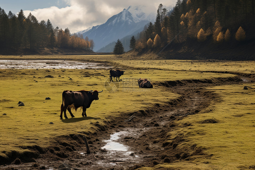 草原牧场上的牛群图片