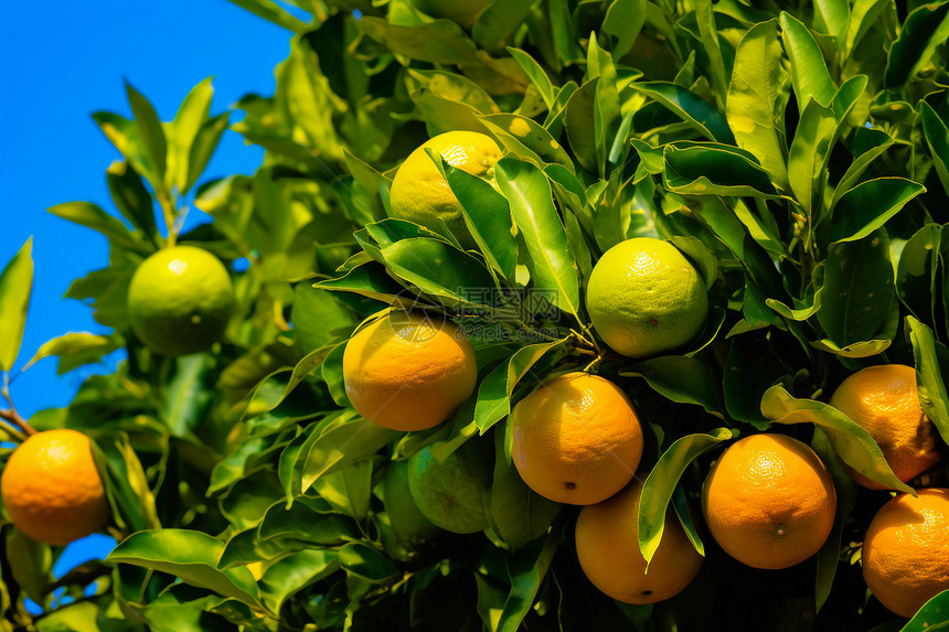 柑橘果园中成熟的果实图片
