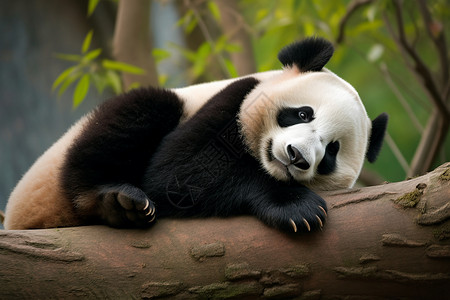 树干上的大熊猫图片