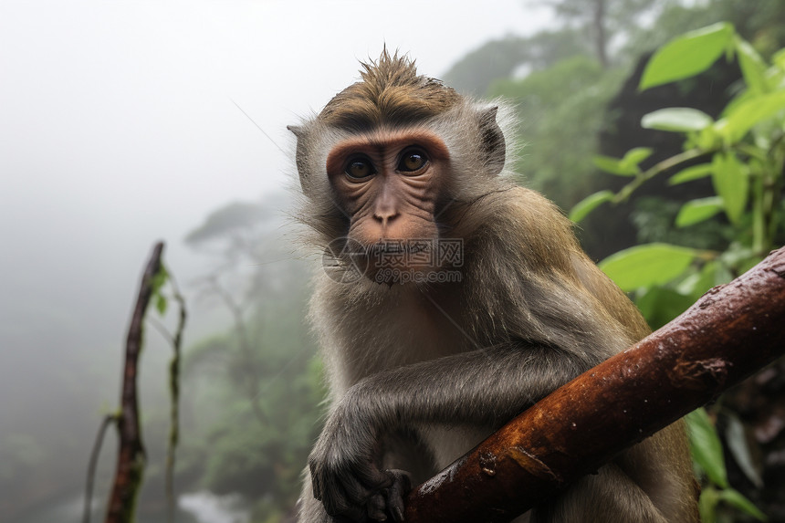 热带丛林中的野生猴子图片