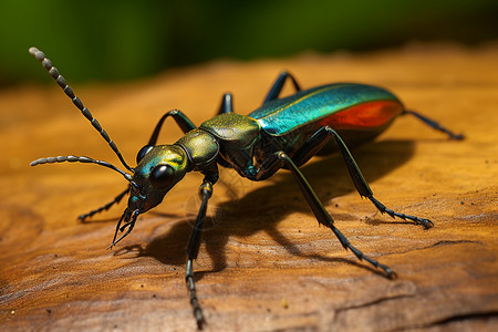 热带丛林中的大老虎甲虫高清图片