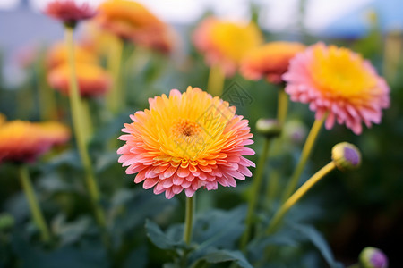 菊花园花园中盛开的金盏菊花朵背景