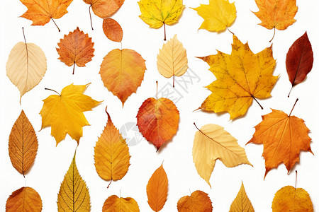 秋季树叶合集秋叶飘落的落叶收集背景