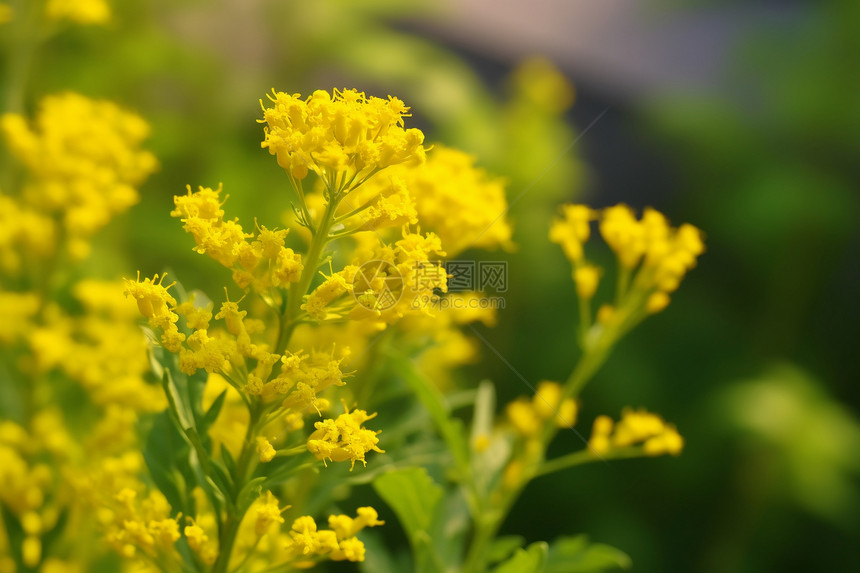 花海中的黄色花朵图片