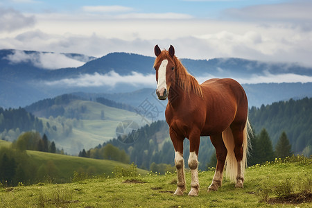 夏季云雾缭绕群山中的马匹图片