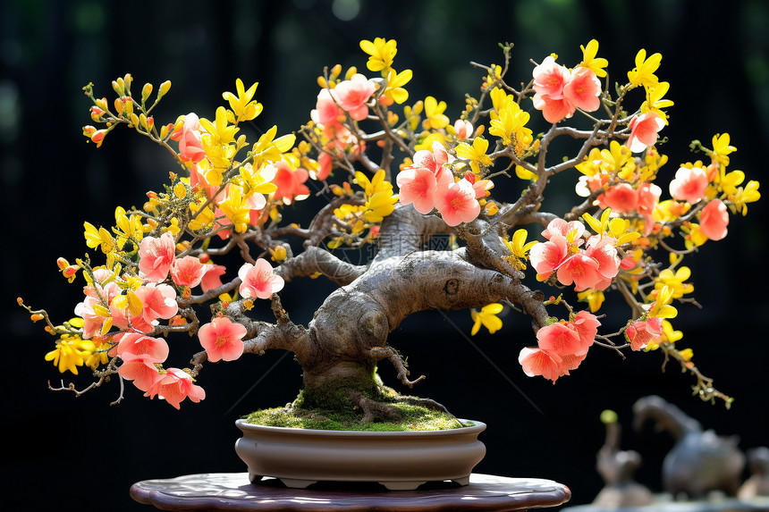 传统的花卉盆栽树图片