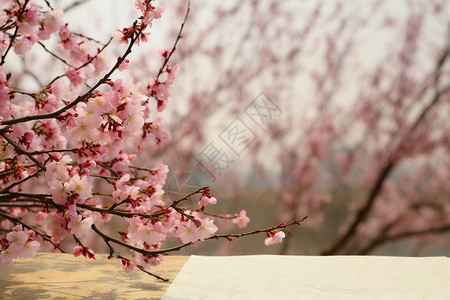 春日花园的樱花盛开图片