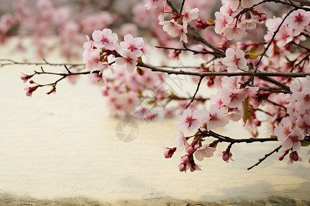 樱花树下的书信背景图片
