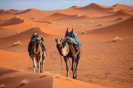 沙漠之旅的骆驼群背景图片
