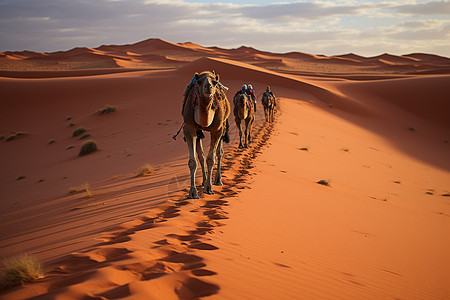 沙漠中的骆驼群背景图片