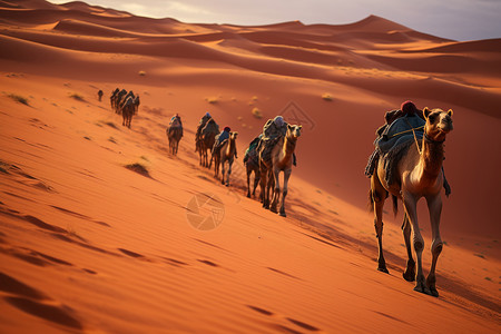 穿越沙漠的骆驼群背景图片