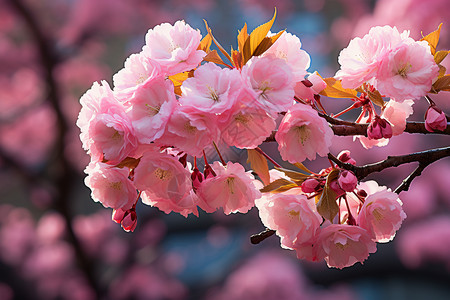 树枝上的浪漫粉色樱花图片