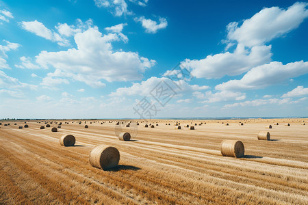 秋天丰收的稻田场景图片