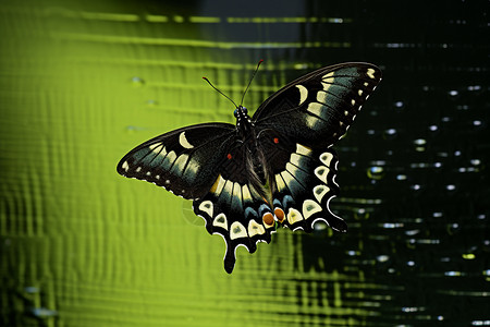 黑白网格的蝴蝶图片