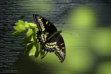 叶子图形绿色植物上的蝴蝶背景