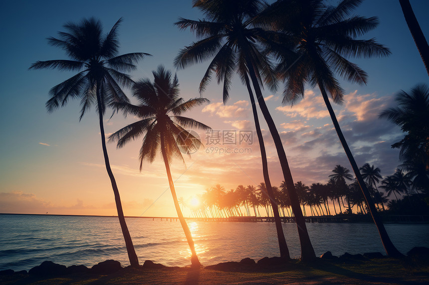 休假地的椰子树图片