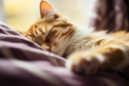慵懒沉睡的宠物猫咪图片