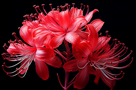 漂浮百合花朵永恒之美的百合花朵设计图片