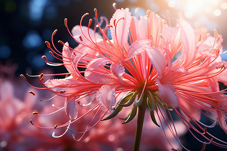 粉红色百合花粉红色的百合花设计图片