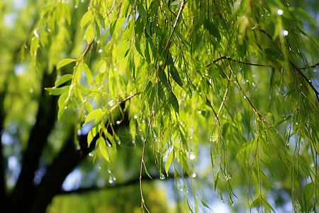 柳树绿了挂着水滴的绿树枝背景