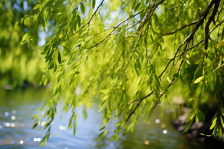 河边柳树夏日绿色的垂柳背景