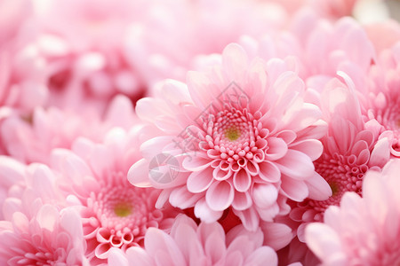 柔和的粉色花朵背景图片