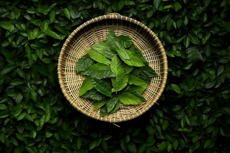 新鲜采摘的绿茶茶叶背景图片