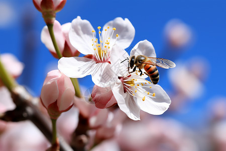 樱花枝头采蜜的蜜蜂图片
