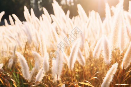 美丽的芦苇塘景观图片