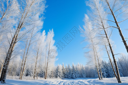 美丽的冰雪森林景观图片