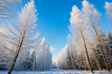 冬季寒冷冰雪森林的美丽景观背景图片