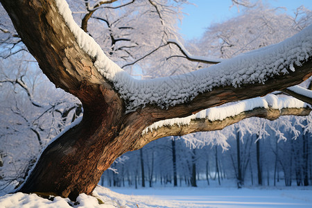 白雪皑皑的森林大树景观图片