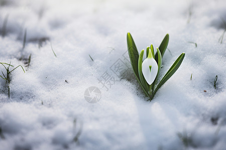 白雪皑皑雪地中盛开的雪莲花图片