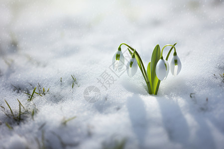 小雪时节有三候美丽的雪花莲花朵背景