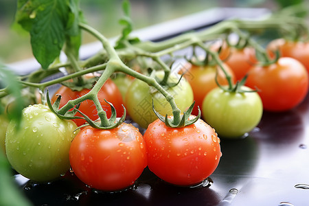 新鲜采摘的小番茄背景图片