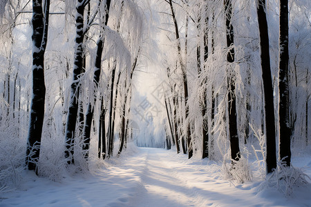 美丽的冬季白雪森林景观背景图片